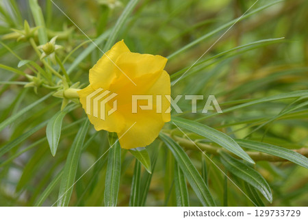 Red-beaned cow disease Red-beaned cow disease 129733729