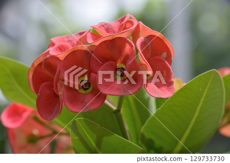 Hanakilin Hanakilin 129733730