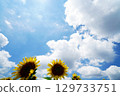 sunflower	 129733751