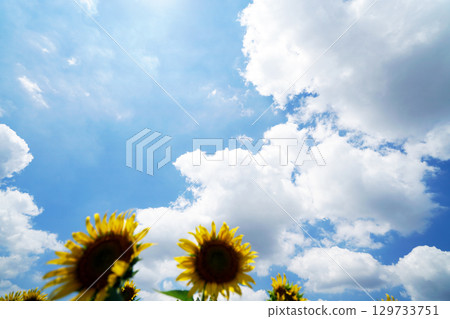 夏日的天空 夏日的天空 129733751
