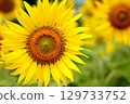 sunflower	 129733752