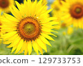 sunflower	 129733753