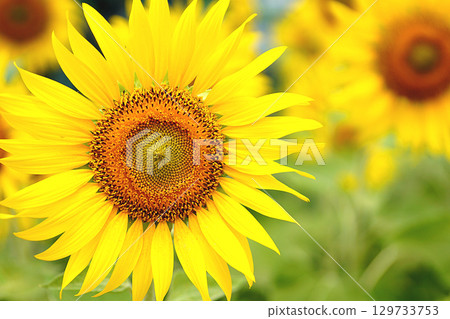 sunflower	 129733753