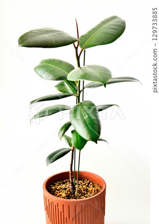 Potted houseplant Ficus elastica burgundy on a white background Potted houseplant Ficus elastica burgundy on a white background 129733885