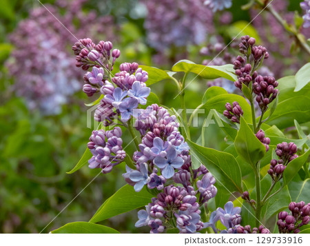 Purple-blue lilac cluster on garden branch. Syringa vulgaris 129733916