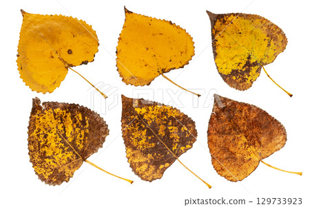 Autumn yellow with brown spots poplar leaves set 129733923