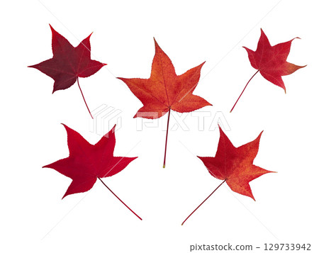 Red autumn leaves of liquidambar isolated on white Red autumn leaves of liquidambar isolated on white 129733942