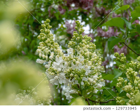 Syringa vulgaris branch with creamy white flowers Syringa vulgaris branch with creamy white flowers 129733945