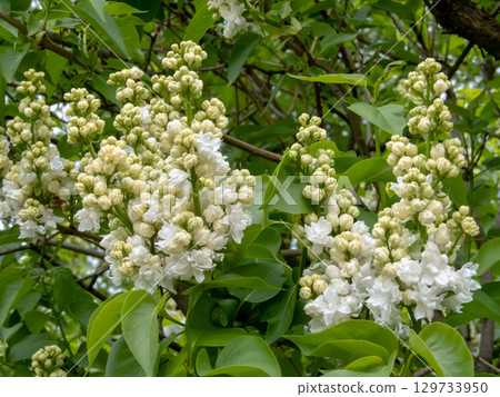 White double lilac blooms in garden. Syringa vulgaris 129733950