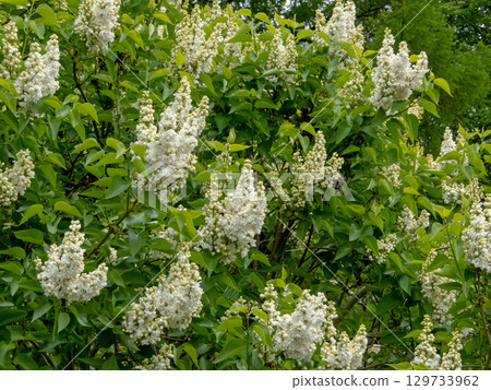 Blooming white lilac bush in spring garden Blooming white lilac bush in spring garden 129733962