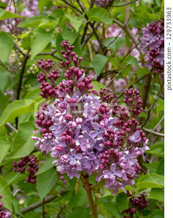 Lilac flowers cluster close-up in the spring garden 129733963