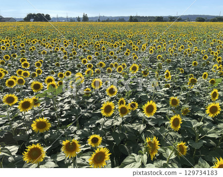 充滿向日葵的夏日景象 充滿向日葵的夏日景象 129734183