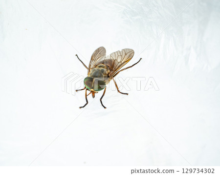 阿布 阿布 129734302