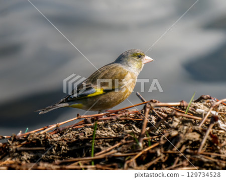 石雀在地上行走 石雀在地上行走 129734528
