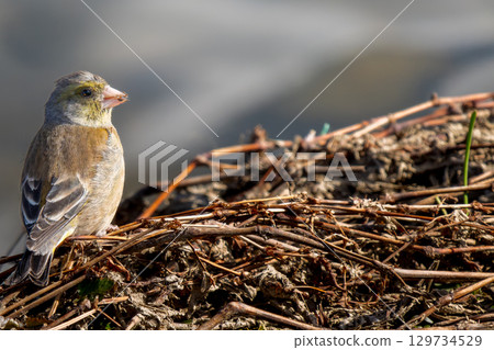 Stonefinch 在地上行走,複製空間 Stonefinch 在地上行走,複製空間 129734529