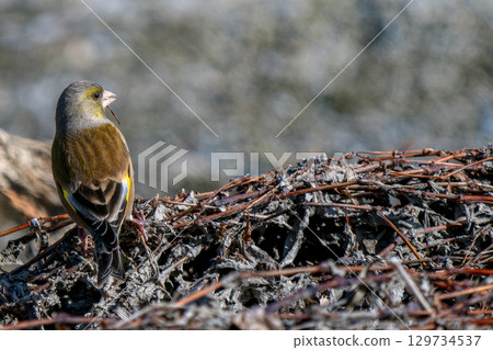 Stonefinch 在地上行走，複製空間 129734537
