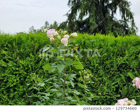 Beautiful Landscape In The Garden Beautiful Landscape In The Garden 129734660