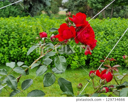 Red Flowers In The Garden Red Flowers In The Garden 129734666