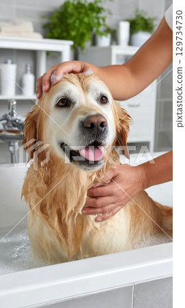 Happy golden retriever bath time in modern bathroom with human hands petting. 129734730