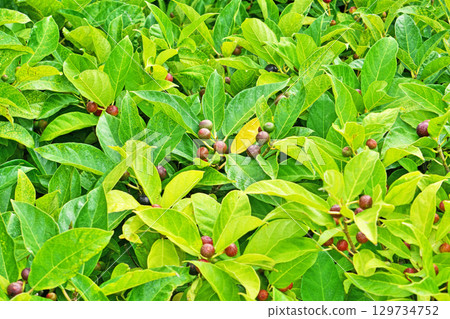 Vermilion loquat fruit (summer, August) Vermilion loquat fruit (summer, August) 129734752