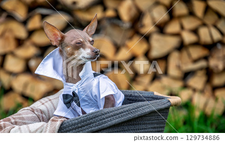 Funny dog with smug face in elegant white shirt and bow tie, arrogant stylish puppy sitting in basket, humorous animal emotion concept 129734886