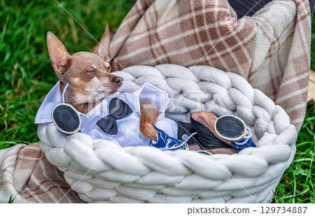 Funny dog in formal shirt and sunglasses sleeping in basket, cute puppy relaxing at picnic, summer vacation and pet travel theme Funny dog in formal shirt and sunglasses sleeping in basket, cute puppy relaxing at picnic, summer vacation and pet travel theme 129734887