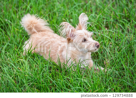 Cute scruffy terrier mix with fluffy ears lying in green grass, adorable light colored dog relaxing outdoors, summer nature and pets theme Cute scruffy terrier mix with fluffy ears lying in green grass, adorable light colored dog relaxing outdoors, summer nature and pets theme 129734888