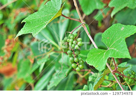 綠色衛矛漿果（夏季，八月） 129734978