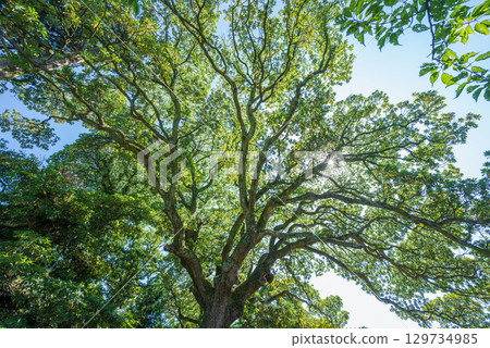The sacred Machilus thunbergii tree, the northernmost giant tree standing within the temple grounds 129734985