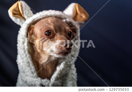 Cute dog in funny sheep costume, adorable miniature pinscher wearing white fluffy hoodie with ears, halloween or party concept for pets, dark background 129735033