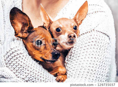 Two cute small dogs in owner hands, woman holding adorable russian toy terrier puppies, friendship and family concept with multiple pets at home 129735037