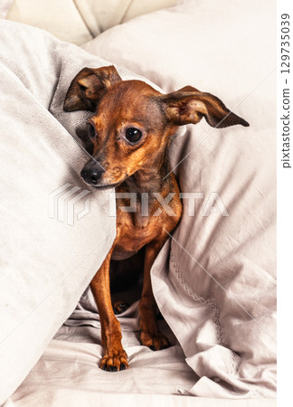 Funny small dog peeking out from under the covers in bed, cute miniature pinscher puppy relaxing on pillows in the morning, cozy pet life 129735039
