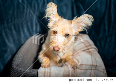 Cute scruffy terrier mix puppy with fluffy ears sits in cozy dog bed, adorable light color dog looking at camera, homeless pet adoption concept Cute scruffy terrier mix puppy with fluffy ears sits in cozy dog bed, adorable light color dog looking at camera, homeless pet adoption concept 129735076