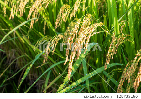 "Autumn Harvest" Rice ears before harvest 129735160