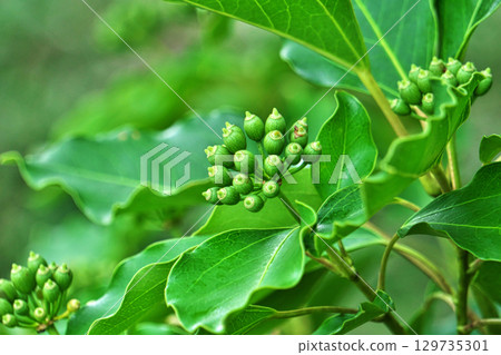 黃綠色的Kakuremino果實(夏季,8月) 黃綠色的Kakuremino果實(夏季,8月) 129735301