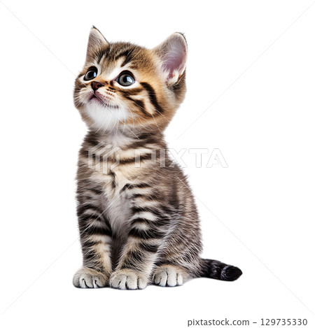Tabby Kitten A Cute Pet Photo for Websites and Prints On Transparent Background 129735330