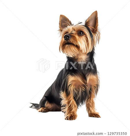 Yorkshire Terrier Puppy A CloseUp Portrait On Transparent Background 129735350