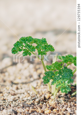 生長在地裡的歐芹 生長在地裡的歐芹 129735394