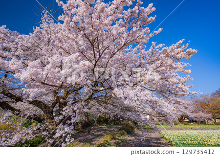 [Yamanashi Prefecture] Cherry blossoms at Jisso-ji Temple in full bloom 129735412