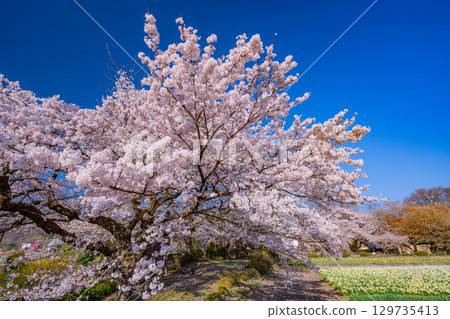 【山梨縣】實相寺櫻花盛開 129735413