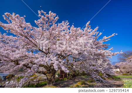 【山梨縣】實相寺櫻花盛開 129735414