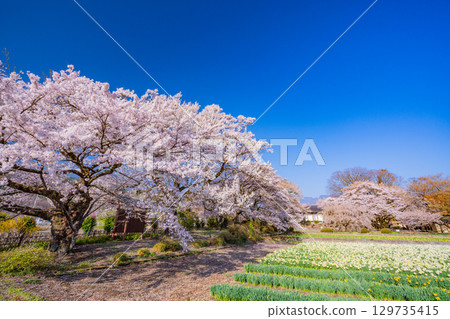 [Yamanashi Prefecture] Cherry blossoms at Jisso-ji Temple in full bloom 129735415