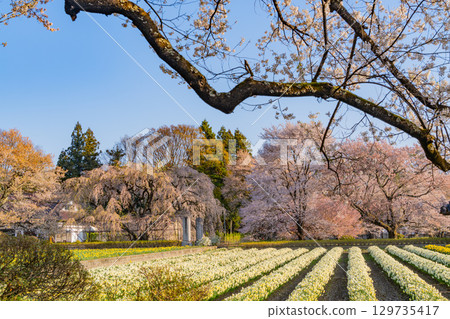 【山梨縣】實相寺櫻花盛開 【山梨縣】實相寺櫻花盛開 129735417