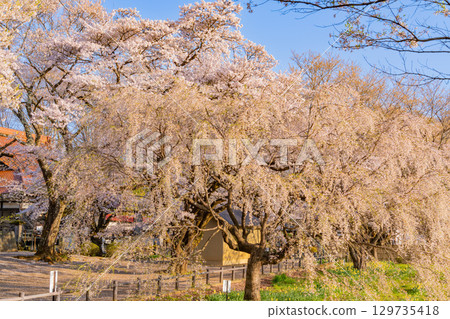 【山梨縣】實相寺櫻花盛開 129735418