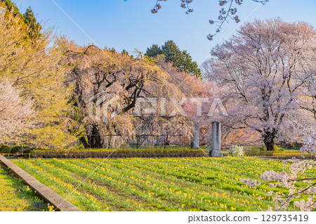 [Yamanashi Prefecture] Cherry blossoms at Jisso-ji Temple in full bloom 129735419