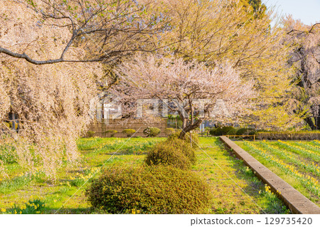 【山梨縣】實相寺櫻花盛開 129735420