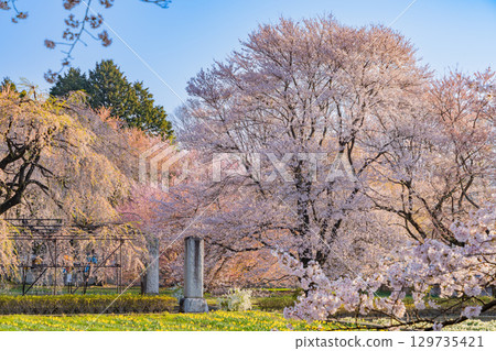 【山梨縣】實相寺櫻花盛開 129735421