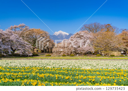 【山梨縣】實相寺櫻花盛開 【山梨縣】實相寺櫻花盛開 129735423