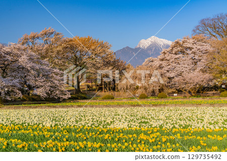 [Yamanashi Prefecture] Cherry blossoms at Jisso-ji Temple and snow-capped Mount Kaikoma 129735492