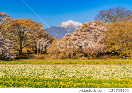 【山梨縣】實相寺的櫻花與白雪皚皚的海駒山 129735493